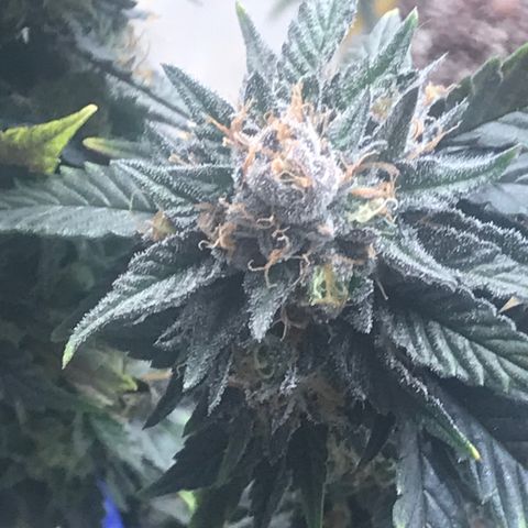 Pluto/BBC/TQ/RR growlog timeline photo