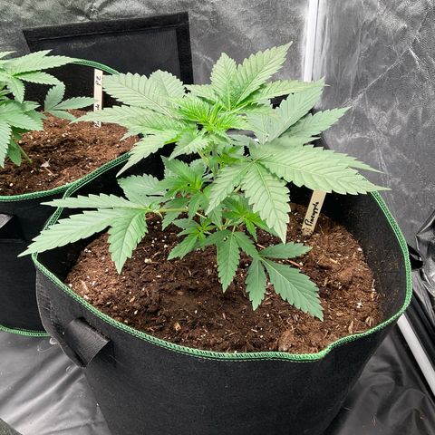 Pineapple Kush #1 growlog timeline photo