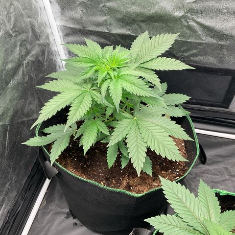 Pineapple Kush #1 growlog timeline photo