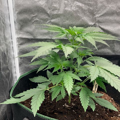 Pineapple Kush #1 growlog timeline photo