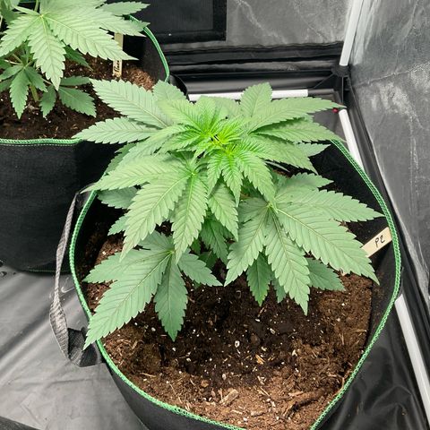 Pineapple Kush #2 growlog timeline photo
