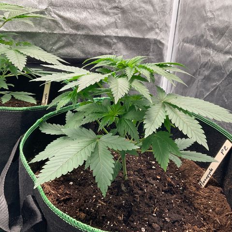 Pineapple Kush #2 growlog timeline photo