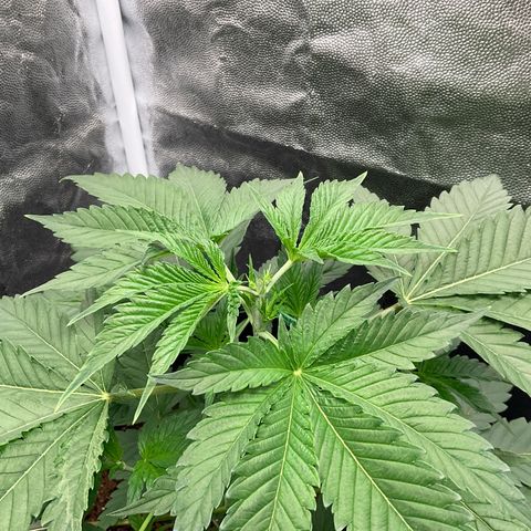 Pineapple Kush #1 growlog timeline photo