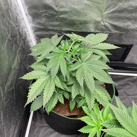 Pineapple Kush #1 growlog timeline photo
