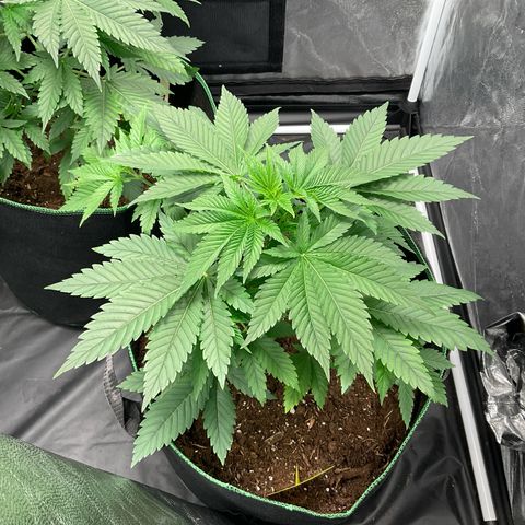 Pineapple Kush #2 growlog timeline photo