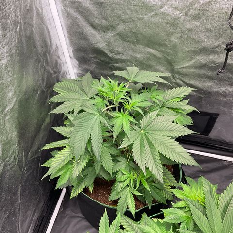 Pineapple Kush #1 growlog timeline photo