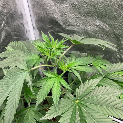 Pineapple Kush #1 growlog timeline photo
