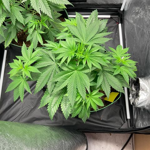 Pineapple Kush #2 growlog timeline photo