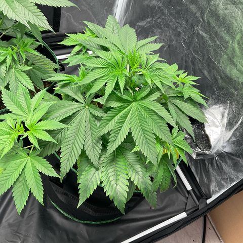 Pineapple Kush #2 growlog timeline photo