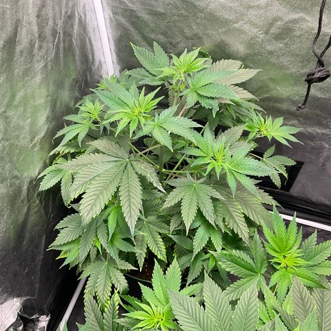 Pineapple Kush #1 growlog timeline photo