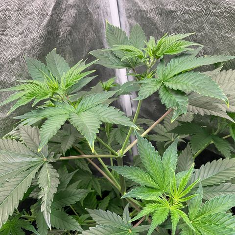 Pineapple Kush #1 growlog timeline photo