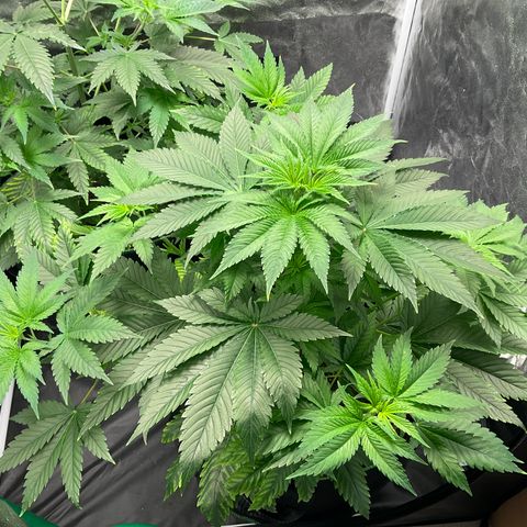 Pineapple Kush #2 growlog timeline photo
