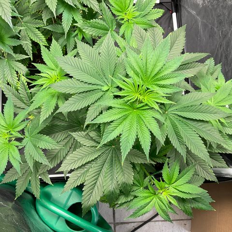 Pineapple Kush #2 growlog timeline photo