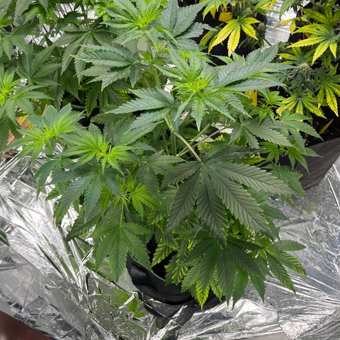 Pineapple Kush #1 growlog timeline photo