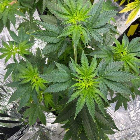 Pineapple Kush #1 growlog timeline photo
