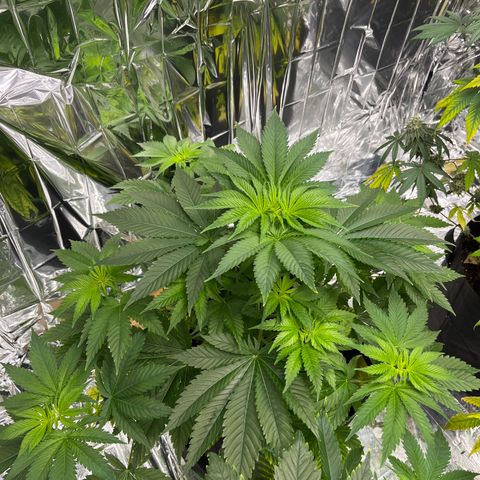 Pineapple Kush #2 growlog timeline photo
