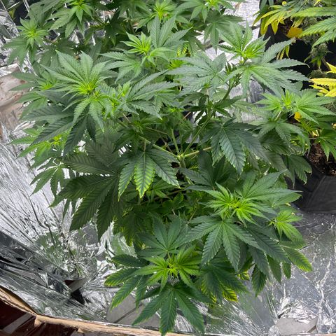 Pineapple Kush #1 growlog timeline photo