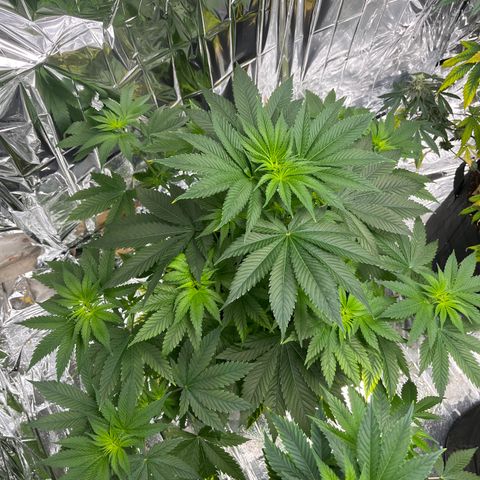 Pineapple Kush #2 growlog timeline photo