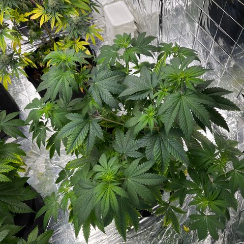 Pineapple Kush #1 growlog timeline photo