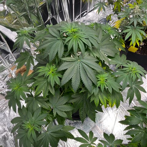 Pineapple Kush #2 growlog timeline photo