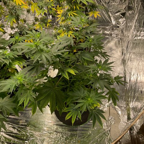 Pineapple Kush #1 growlog timeline photo