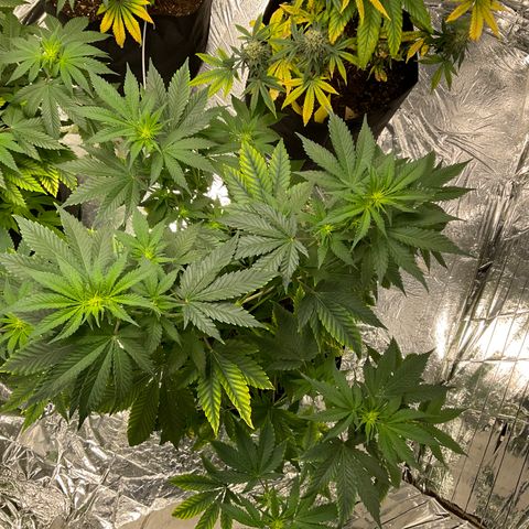 Pineapple Kush #1 growlog timeline photo