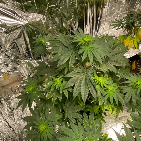 Pineapple Kush #2 growlog timeline photo