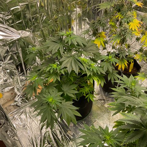 Pineapple Kush #2 growlog timeline photo