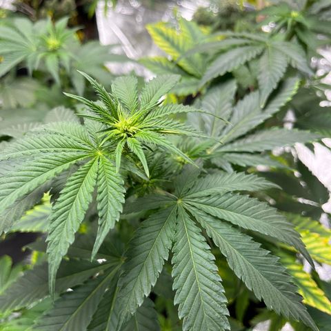 Pineapple Kush #1 growlog timeline photo