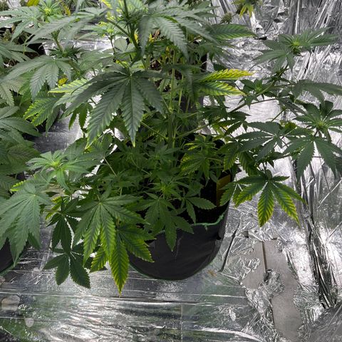 Pineapple Kush #1 growlog timeline photo