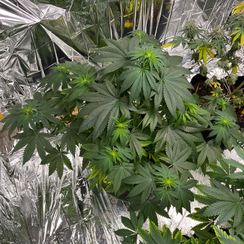 Pineapple Kush #2 growlog timeline photo