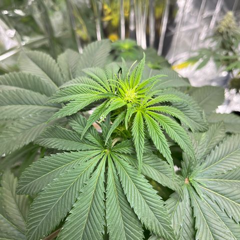 Pineapple Kush #2 growlog timeline photo