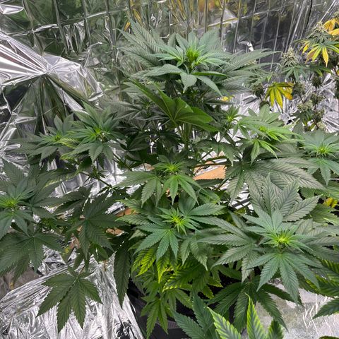 Pineapple Kush #2 growlog timeline photo