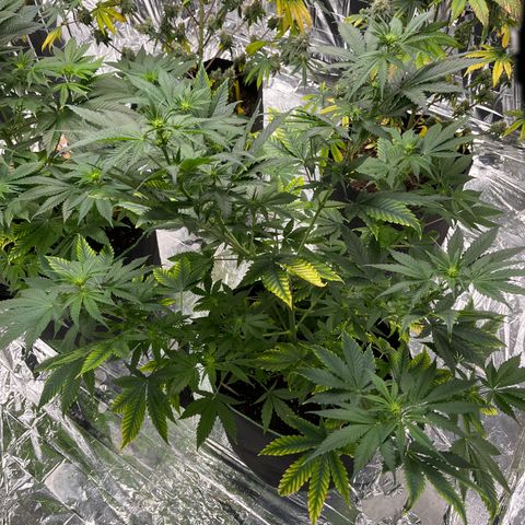Pineapple Kush #1 growlog timeline photo