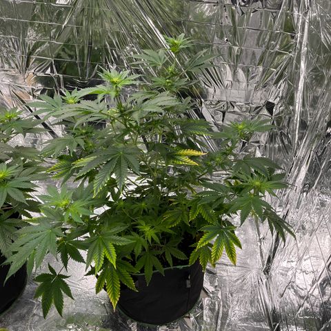 Pineapple Kush #1 growlog timeline photo