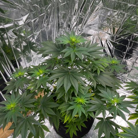 Pineapple Kush #2 growlog timeline photo