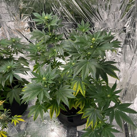 Pineapple Kush #1 growlog timeline photo