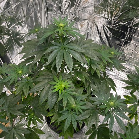 Pineapple Kush #2 growlog timeline photo
