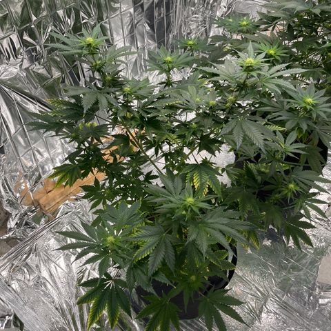 Pineapple Kush #1 growlog timeline photo