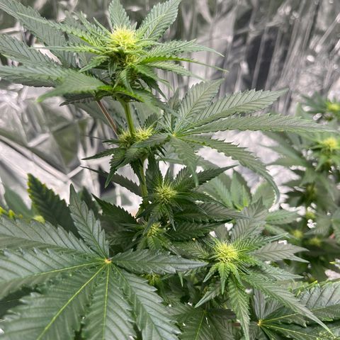 Pineapple Kush #1 growlog timeline photo