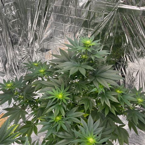 Pineapple Kush #2 growlog timeline photo