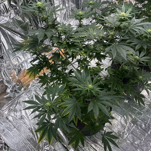 Pineapple Kush #1 growlog timeline photo