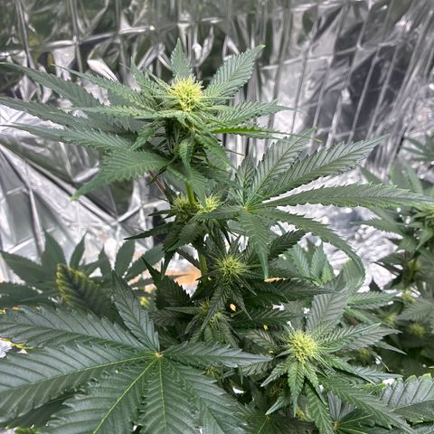 Pineapple Kush #1 growlog timeline photo