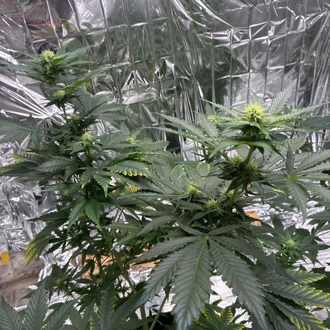 Pineapple Kush #1 growlog timeline photo