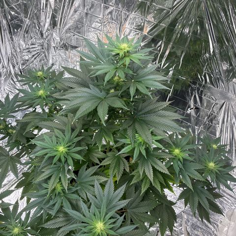 Pineapple Kush #2 growlog timeline photo