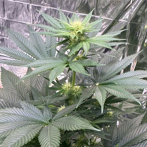 Pineapple Kush #2 growlog timeline photo