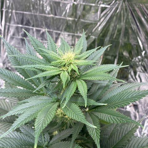Pineapple Kush #2 growlog timeline photo