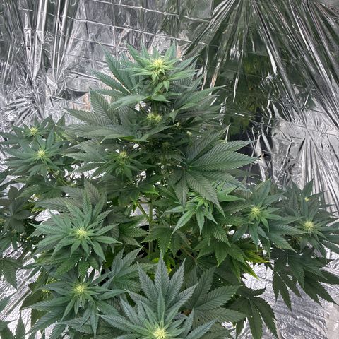 Pineapple Kush #2 growlog timeline photo