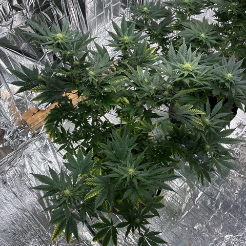 Pineapple Kush #1 growlog timeline photo