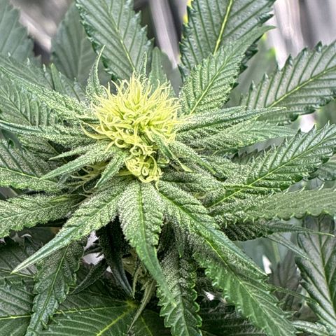Pineapple Kush #1 growlog timeline photo